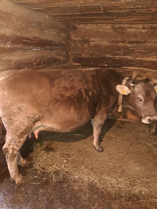 Vând vaca brună de maramures