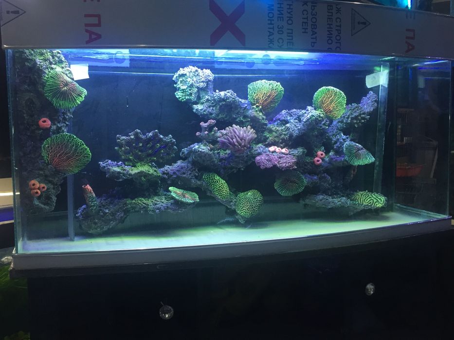 Авални аквариум барча размерда бор