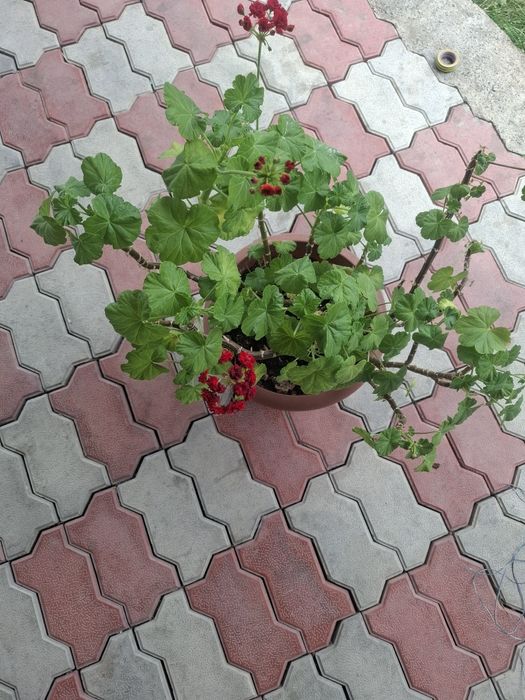 Продам цветущую комнатную Герань