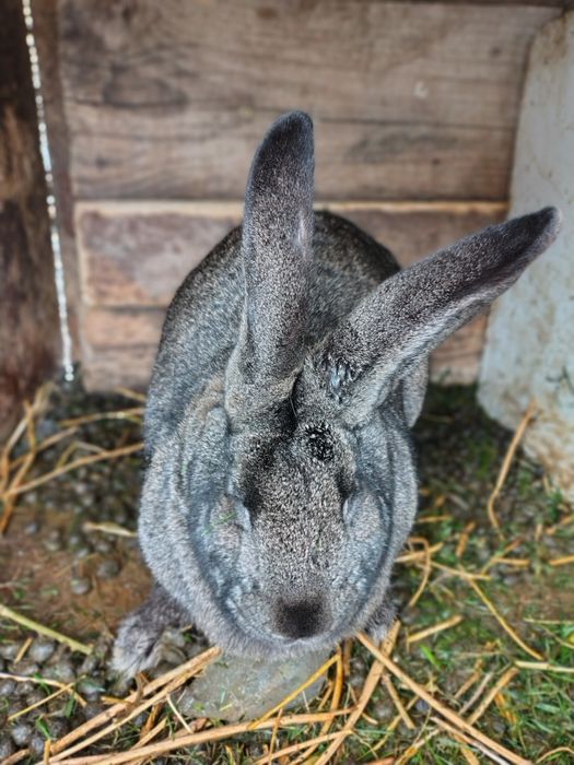 Vând iepure uriaș german