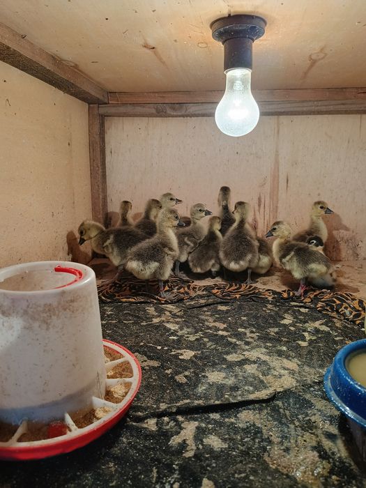 Продам    гусать