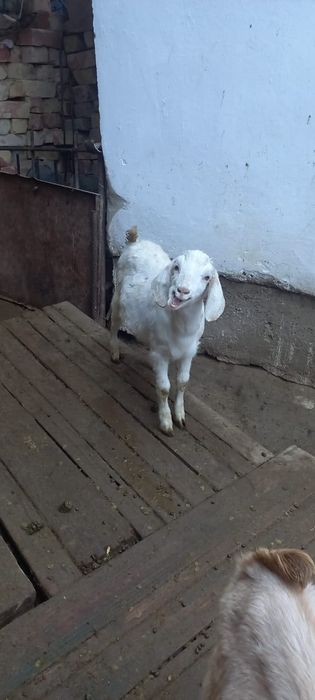 Порода теке лақтар сатамын