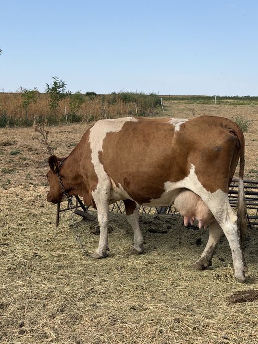 Vaca la a 4 a fatare
