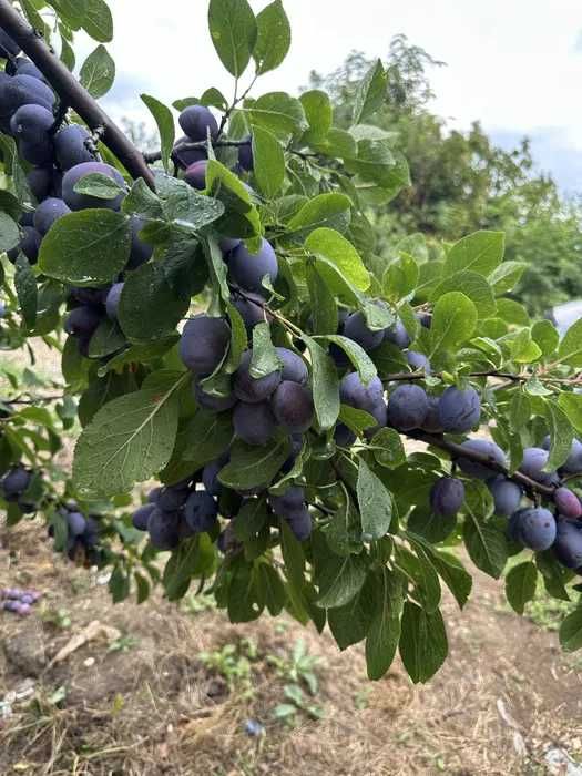 Vand Prune pentru Tuica si Palinca
