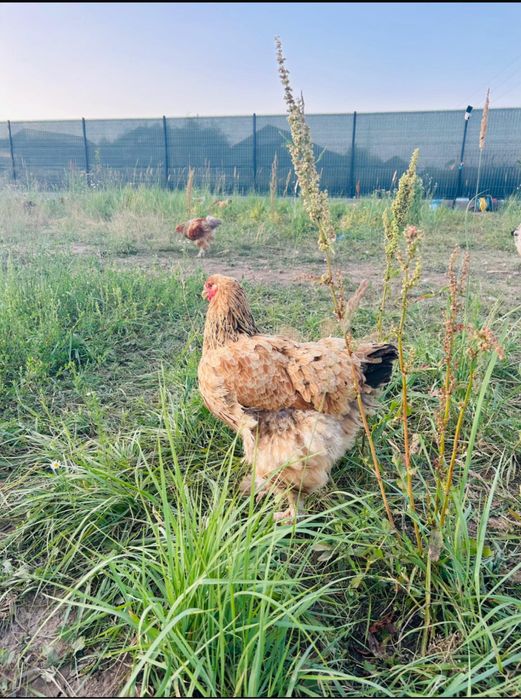 Oua pentru incubat - rasele Australorp & Brahma