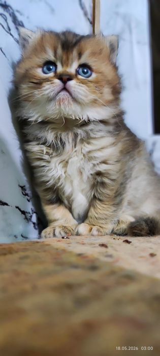 Котята шотландские шиншиллы
