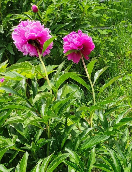 Пионы саженцы крупные