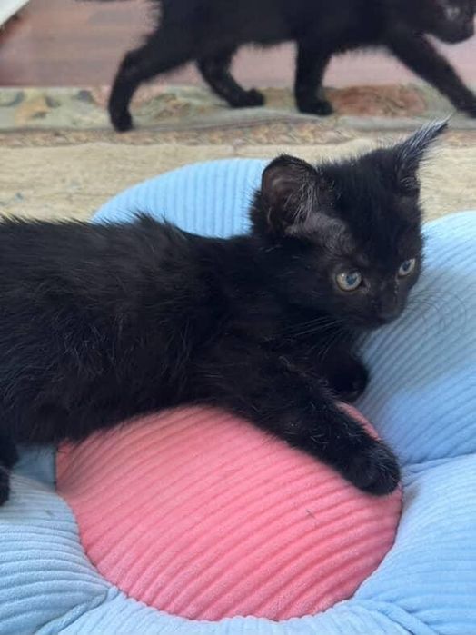 Отдам ласковых котят в добрые руки!