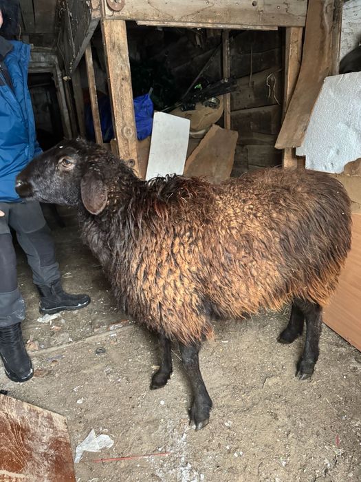 семиз койлар сатылады оптом бар