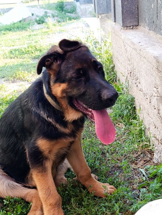 Продается немецкий щенки