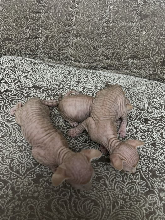 Продаются( БРОНЬ) канадский сфинкс