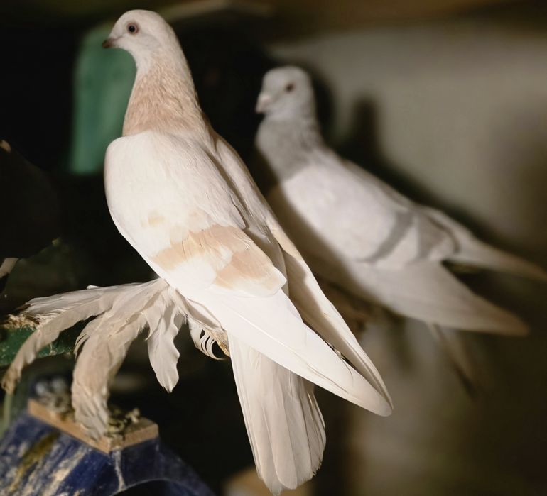 Продаются высококлассные голуби