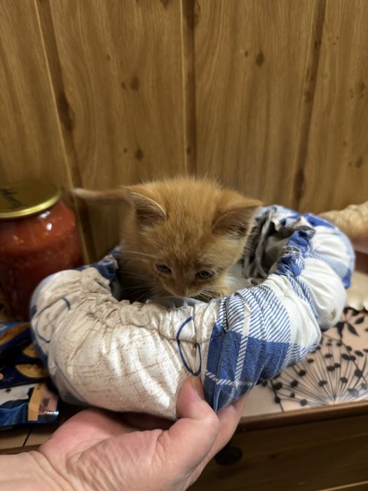 Котенок в добрые руки мальчик примерно 2 мес