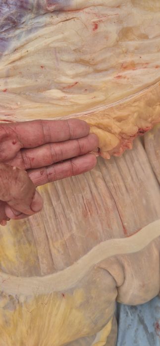 Семиз тайлар бар