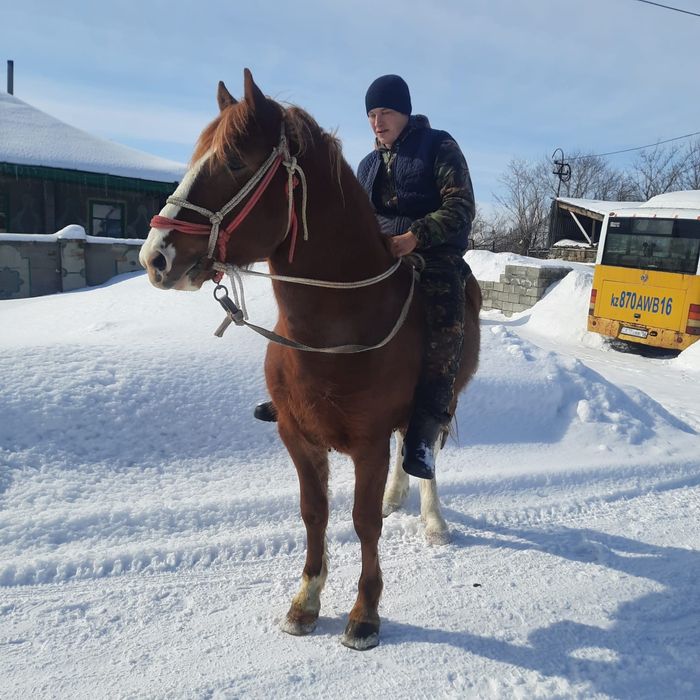 Продам хорошего жеребца!
