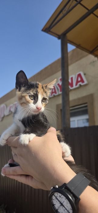 Котята девочки в добрые руки