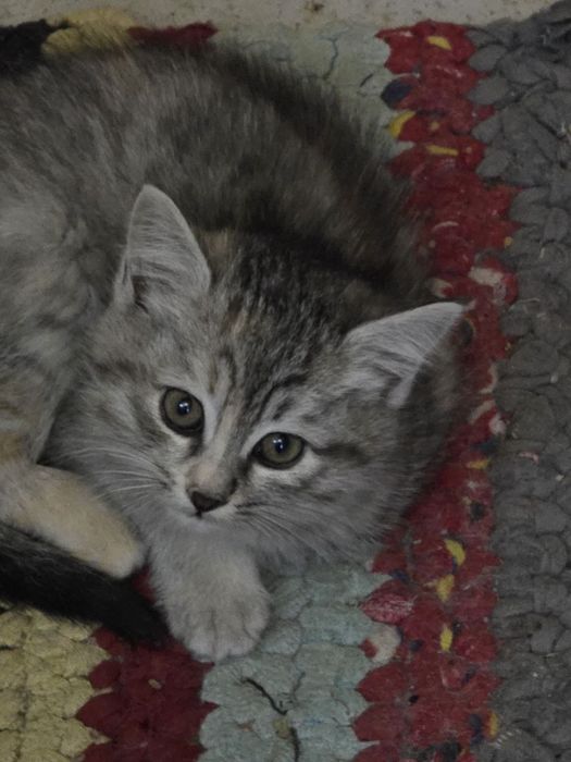 Mushukchala sotiladi