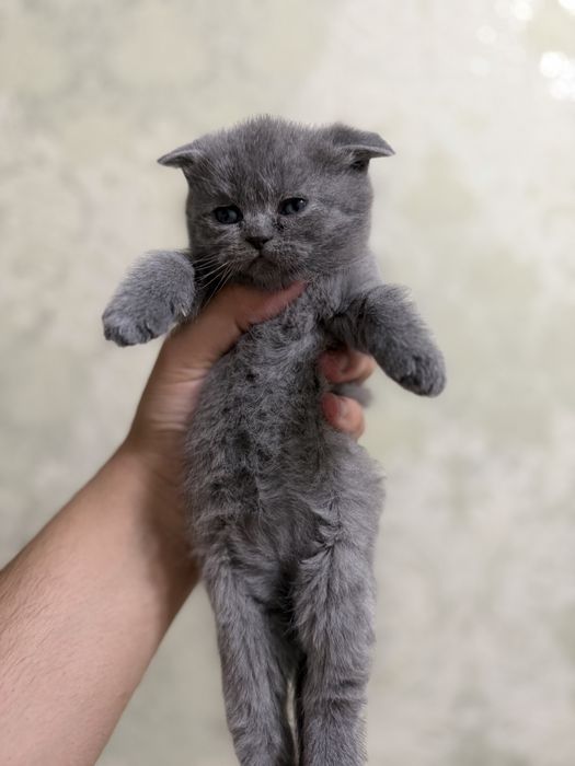 Tozza zotlik mushukchalar