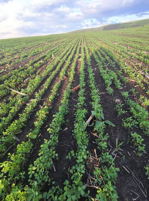 Samanta Lucerna Selectată si Descuscutata