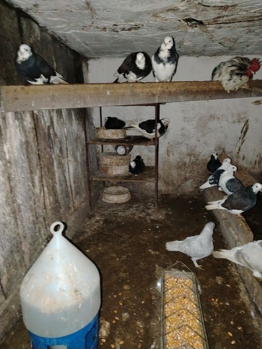 Vand porumbei birmingham