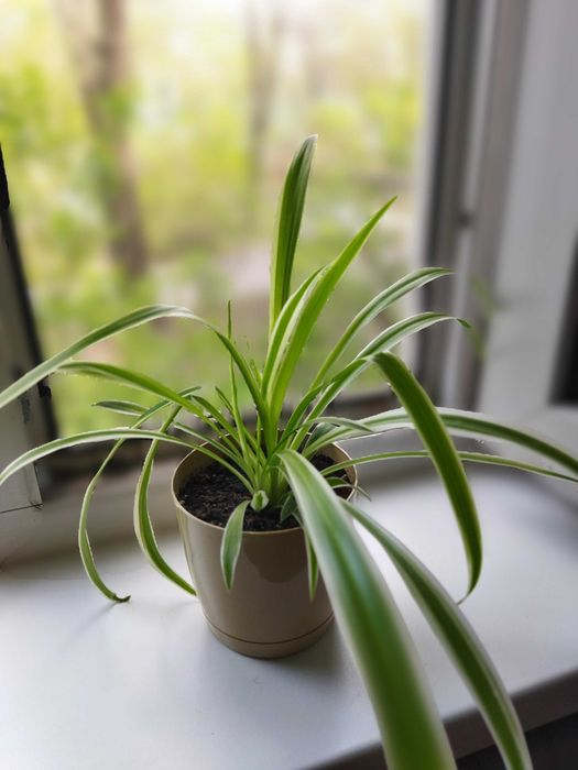 Хлорофитум (комнатные растения)