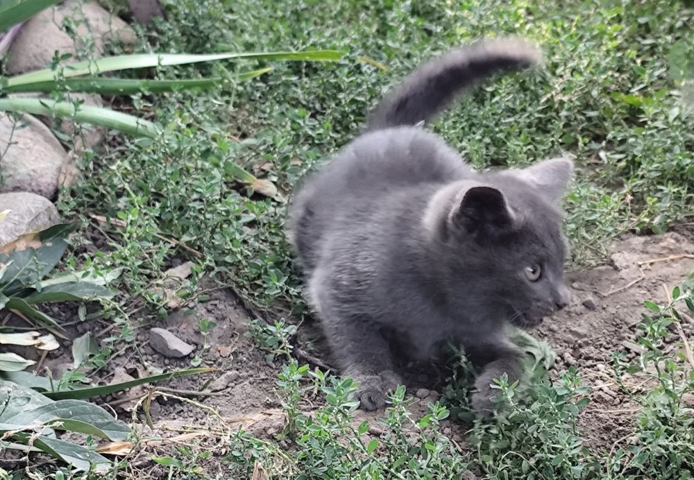 Отдам мальчишку в хорошие руки