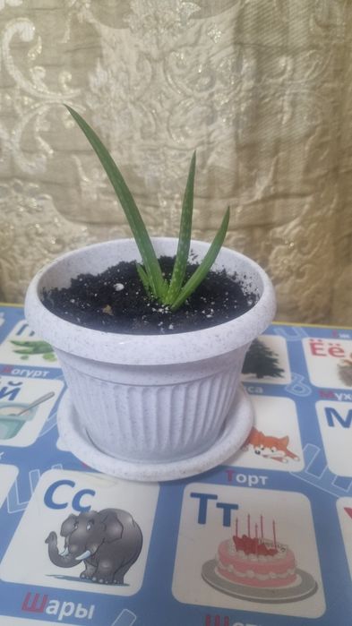 Продам Алоэ Вера лечебный