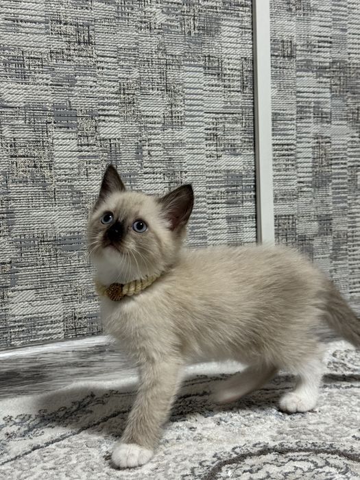 Сиамский котёнок — девочка