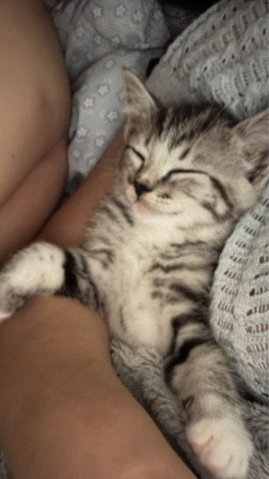 Котенок скоттиш страит