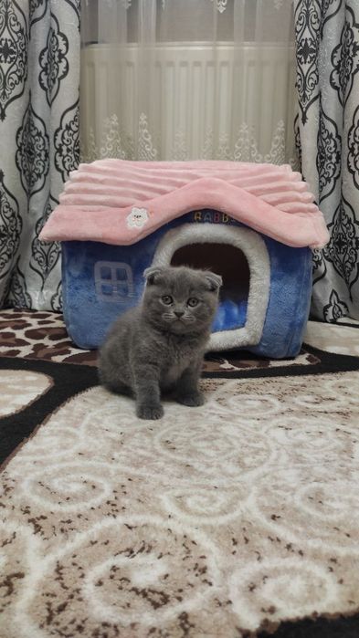 Продается скотиш фолд