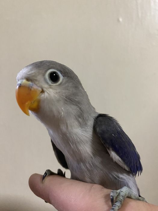 Ruchnoy popugay nerazluchnik sotiladi