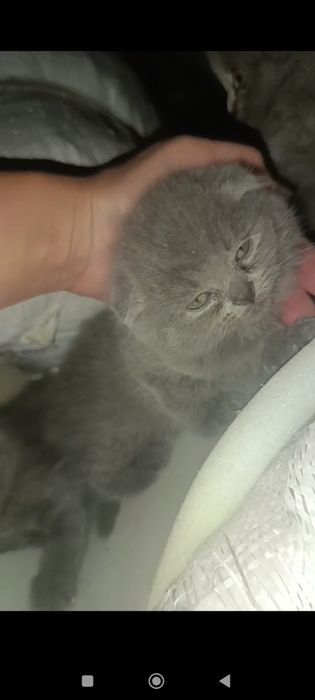 Котята скотиш фолд от правильной вязки