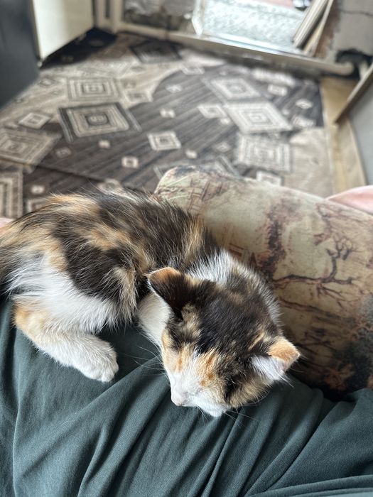 Котенок в хорошие руки
