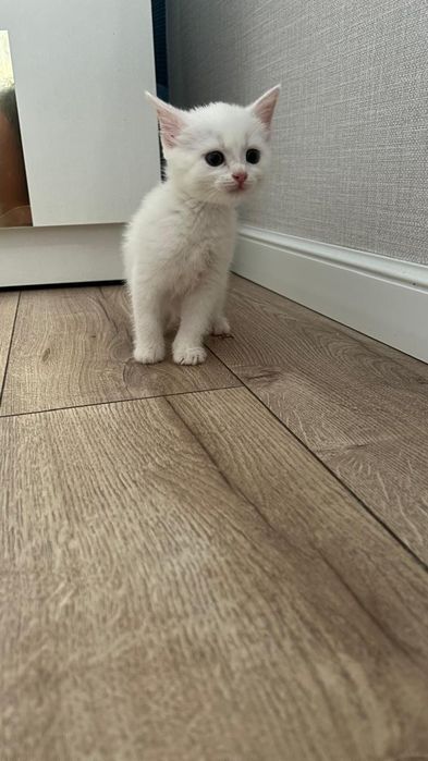 Котята 2 месяцев