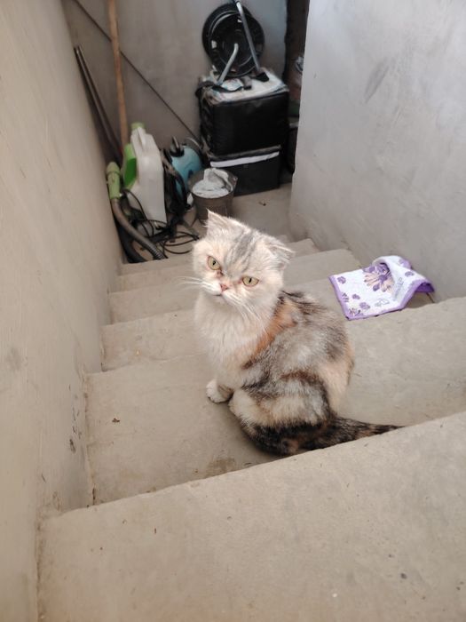 Shinshilla mushuk sotiladi 1 marta tuqqan