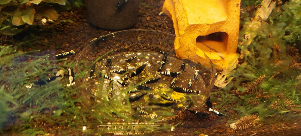 Vietuitoare si plante de acvariu