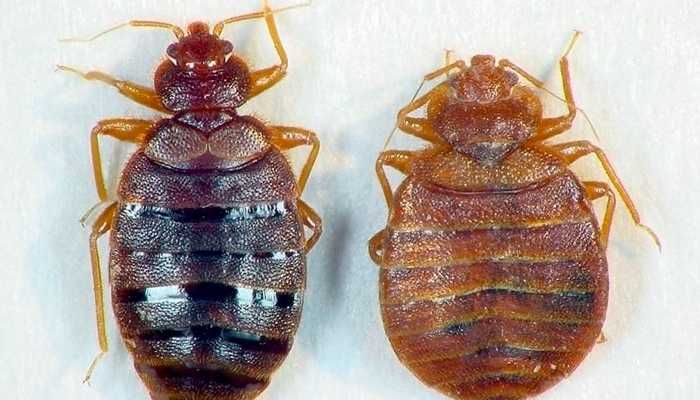 Уничтожение крыс и мышей | Dezinfeksiya дератизация сичкон каламуш