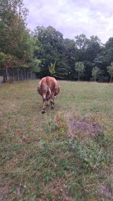 Vand vaca gestanta in 7 luni