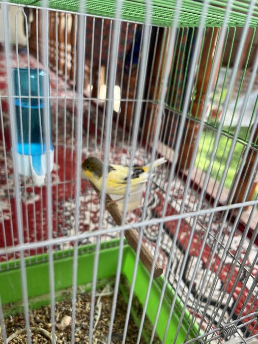 Sayrab turgan qushlar sotiladi 300mingdan 2 ta bor