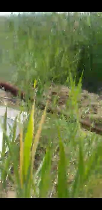 Насос водокашка...