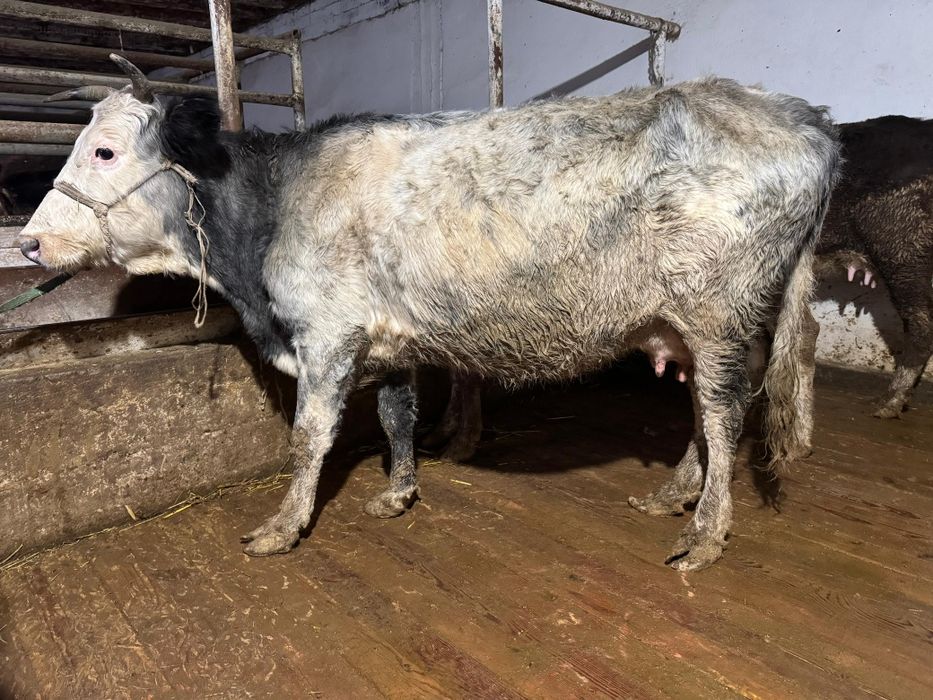 Көк сиыр сауынды ,бұзаулы