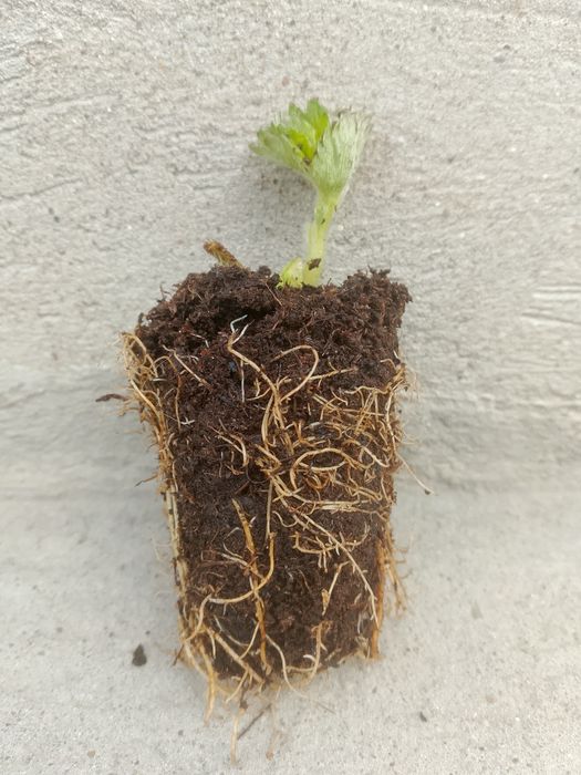 Продам клубнику сортовую