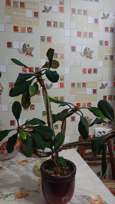 Молочай Алматы 
5000 тг