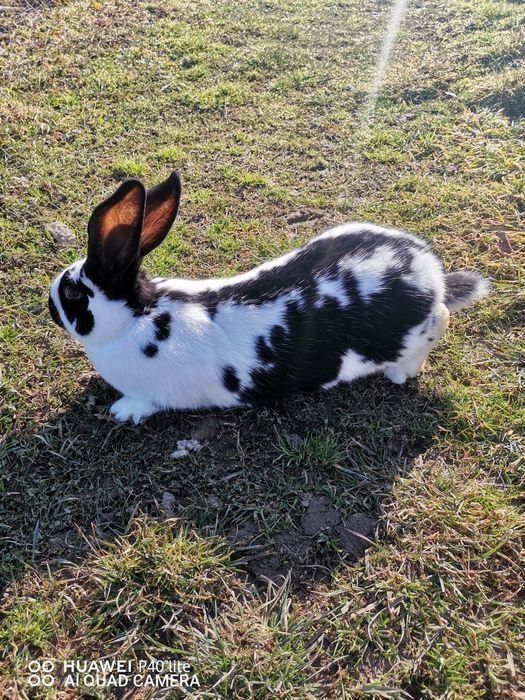 Vând iepuri de la 2 la 5 luni