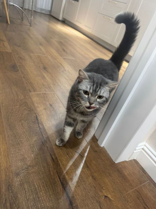 Кошка , отдам в хорошие руки