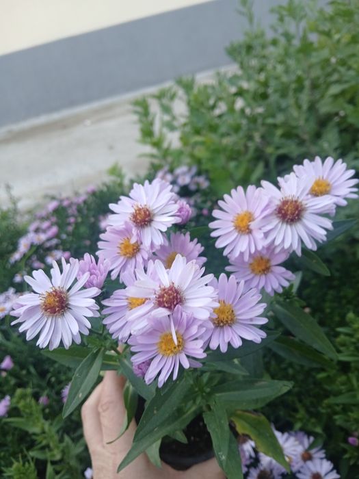 Flori perene la 15 lei