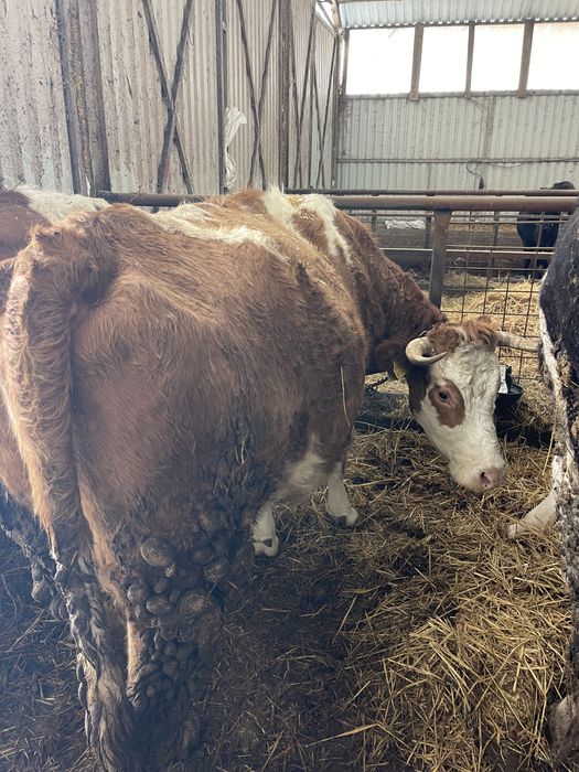 Vand 2 vaci tinere de lapte pentru pretentiosi