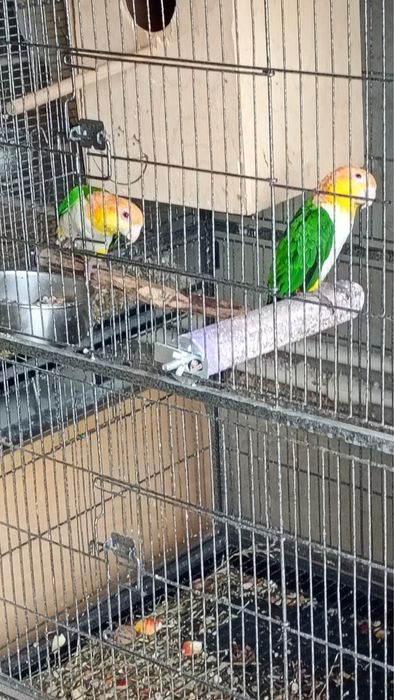 Vand pereche de papagali caique