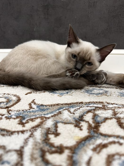 Отдам котенка, кошка