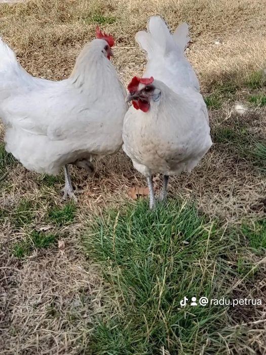 La bresse ouă pentru incubat